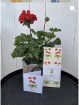 Motiv och blommor